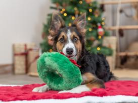 Weihnachts-Plüsch-Kranz Hundespielzeug 4