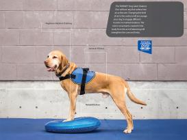 FitPAWS® Balance Disc blau 56 cm 4