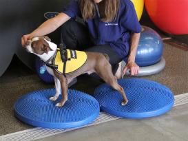 FitPAWS® Balance Disc lavendel 56 cm 4