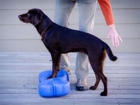 FitPAWS® K9 FITbone purple 4
