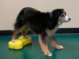 FitPAWS® K9 FITbone™ MINI 2-er Set razzleberry 4