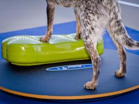 FitPAWS® Wobble Board Ø 50 cm 4