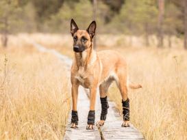 Back on Track Hundesprunggelenkschoner Paar mit Klettverschluss 4