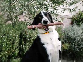 Barkers Family dein lustiger Apportierstock 4