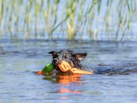 Aqua Toy schwimmfähige Ente Hundespielzeug 4