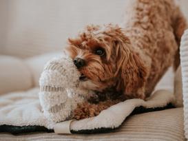 District 70 Hunde-Schnüffelspielzeug Daisy merengue 4