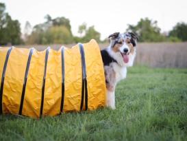 B-Ware Hunde Profi Agility Sack-Tunnel 3 m 4