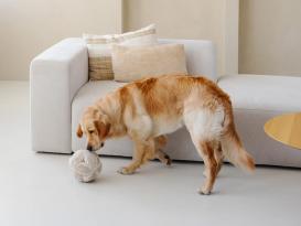 District 70 Hunde-Schnüffelball Bobby merengue 4