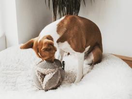 District 70 Hunde-Schnüffelball Bobby taupe 4