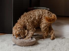 District 70 Hunde-Schnüffelteppich Swirl taupe 4