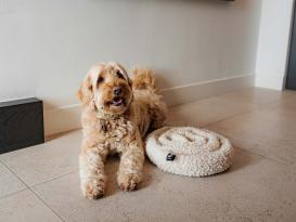 District 70 Hunde-Schnüffelteppich Swirl merengue 4