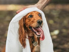 DotDotPet Öko Einweg-Hundehandtücher 4