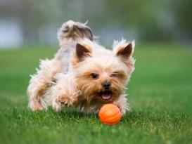 Liker strapazierfähiger Hundeball orange 4