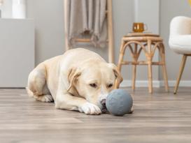 Dog Activity Naturgummi Snackball für Hunde 4