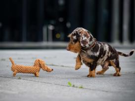 Laboni Diego Dackel Kult-Spielzeug für Hunde 4