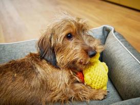 Laboni Emma Ente Kult-Spielzeug für Hunde 4