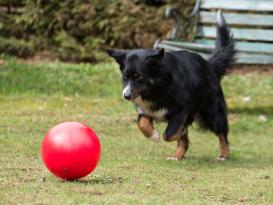 Treibball für Hunde 25 cm 4