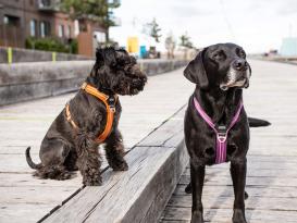 Dog Copenhagen Walk Air V2 Hundegeschirr Black 4