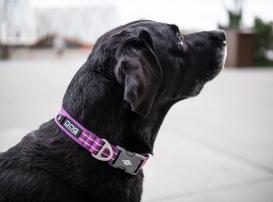 Dog Copenhagen Urban Style V2 Halsband Hunting Green 4