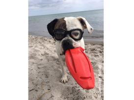 DogOptics Sonnen- und Schutzbrille für Hunde 4
