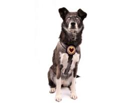 Style Snout Sicherheitsgeschirr Patch & Safe Silver M 4