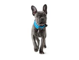 Hunter Divo Hundehalsband hellblau/grau XL 4