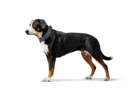 Hunter Divo Hundehalsband grau S 4