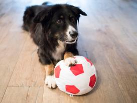 Plüsch Fußball für Hunde 4