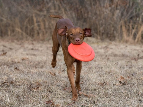 Dexas Off Leash Frisbee Flyer für Hunde