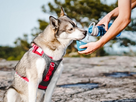 Kurgo Gourd Wasserflasche für Hund und Mensch blau