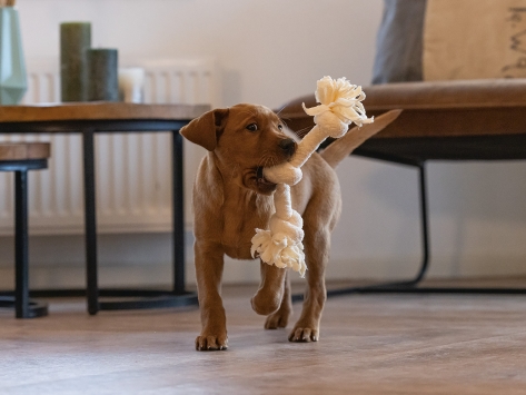 Beeztees Puppy Spielseil für Welpen mit 3 Knoten