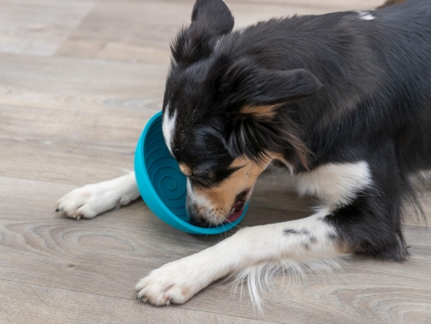 Lick’n'Snack Bowl Schleckmatte für Hunde