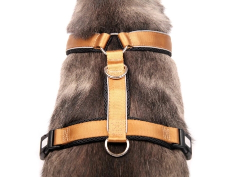 Style Snout Brustgeschirr Patch & Style Gold