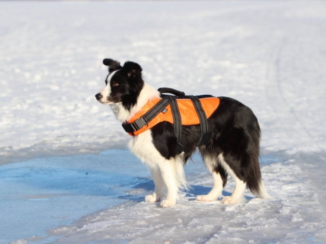 Rukka Pets Schwimmweste für Hunde Safty orange