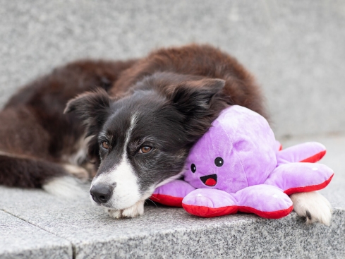 Wende-Oktopus Plüschspielzeug für Hunde