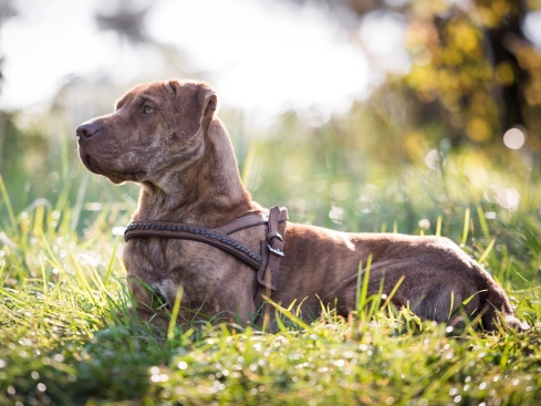 Hunde-Ledergeschirr Flechtwerk sahara/havanna