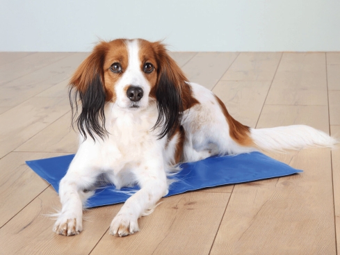Kühlmatte für Hunde