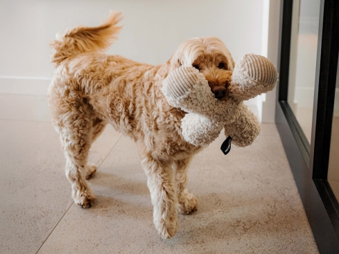 District 70 Hunde-Plüschspielzeug Ziggy taupe