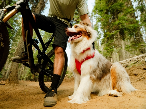 Ruffwear Front Range Flex Hundehalsband Rose Violet