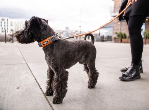 Dog Copenhagen Urban Explorer V2 Halsband Classic Red