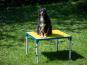 Hundesport Profi verstellbarer Tisch 4
