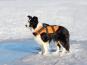 Rukka Pets Schwimmweste für Hunde Safty orange 4
