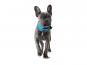 Hunter Divo Hundehalsband hellblau/grau 4