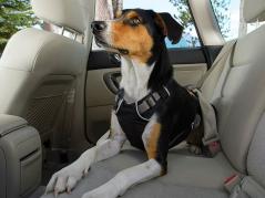 Ruffwear Load Up Auto-Sicherheitsgeschirr für Hunde schwarz 5
