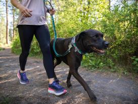 Ruffwear Web Reaction™ Martingal Hundehalsband Seafoam 5