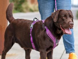 Dog Copenhagen Comfort Walk Pro V3 Hundegeschirr Purple Passion XS 5