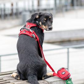Dog Copenhagen Comfort Walk Pro V3 Hundegeschirr Classic Red XS 5