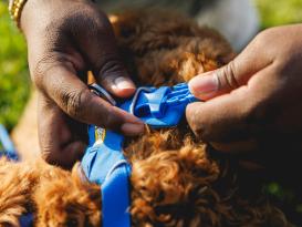 Ruffwear Front Range™ 3.0 Hundegeschirr Blue Pool S 5