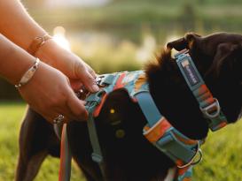 Ruffwear Front Range™ 3.0 Hundegeschirr Spring Mountains S 5
