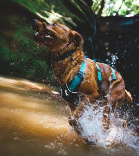Ruffwear® Flagline™ 2.0 Hundegeschirr Basalt Gray L/XL 5